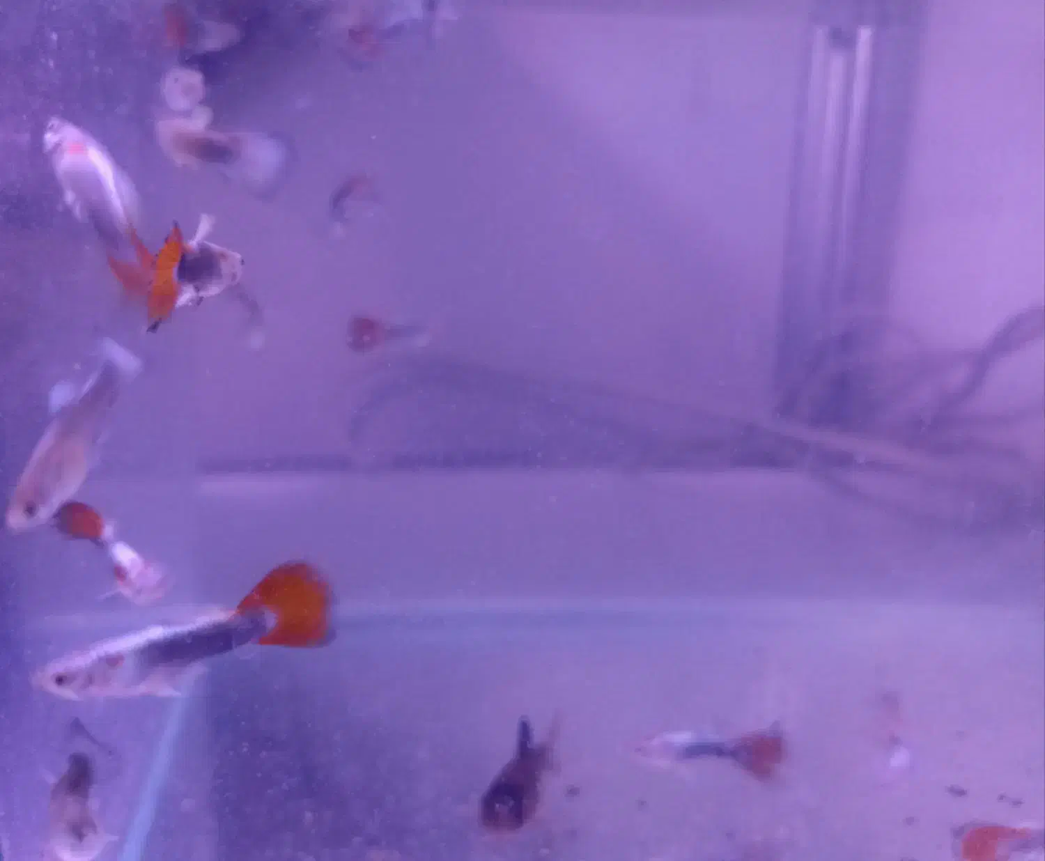 ماهی گوپی وایت رد تِیل|ماهی|مشهد, امیریه|دیوار