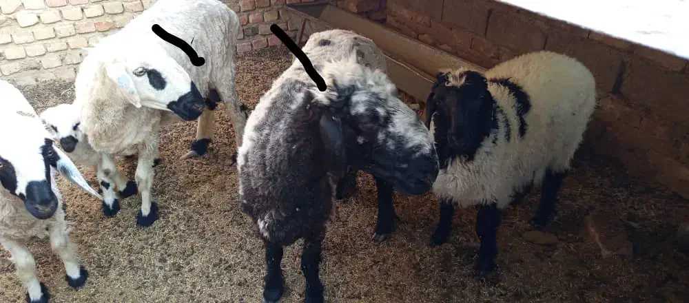 حیوانات|حیوانات مزرعه|هامون, |دیوار