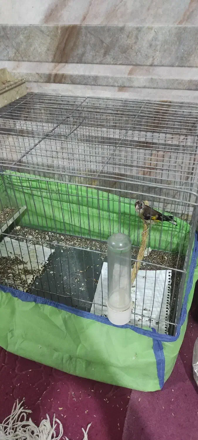 سهره ماده|پرنده|ساوه, |دیوار