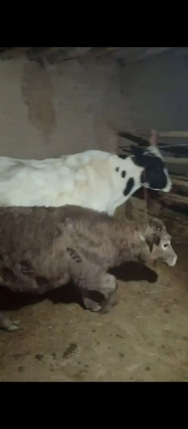 گاو|حیوانات مزرعه|بیجار, |دیوار