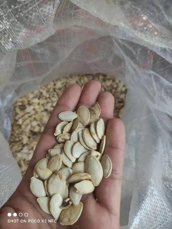 تخمه کدو|خوردنی و آشامیدنی|فریمان, |دیوار