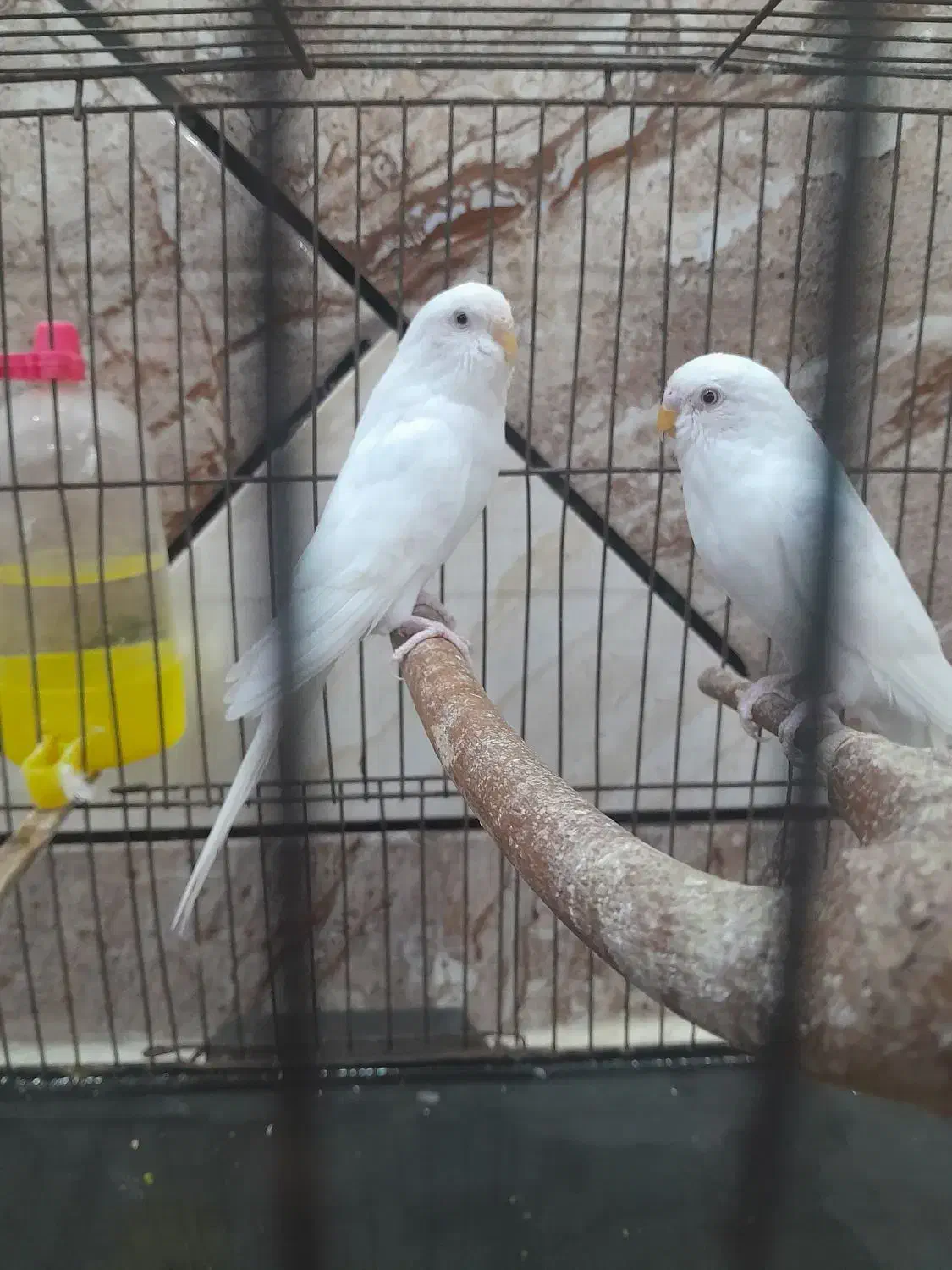 مرع عشق هلندی|پرنده|حمیدیه, |دیوار