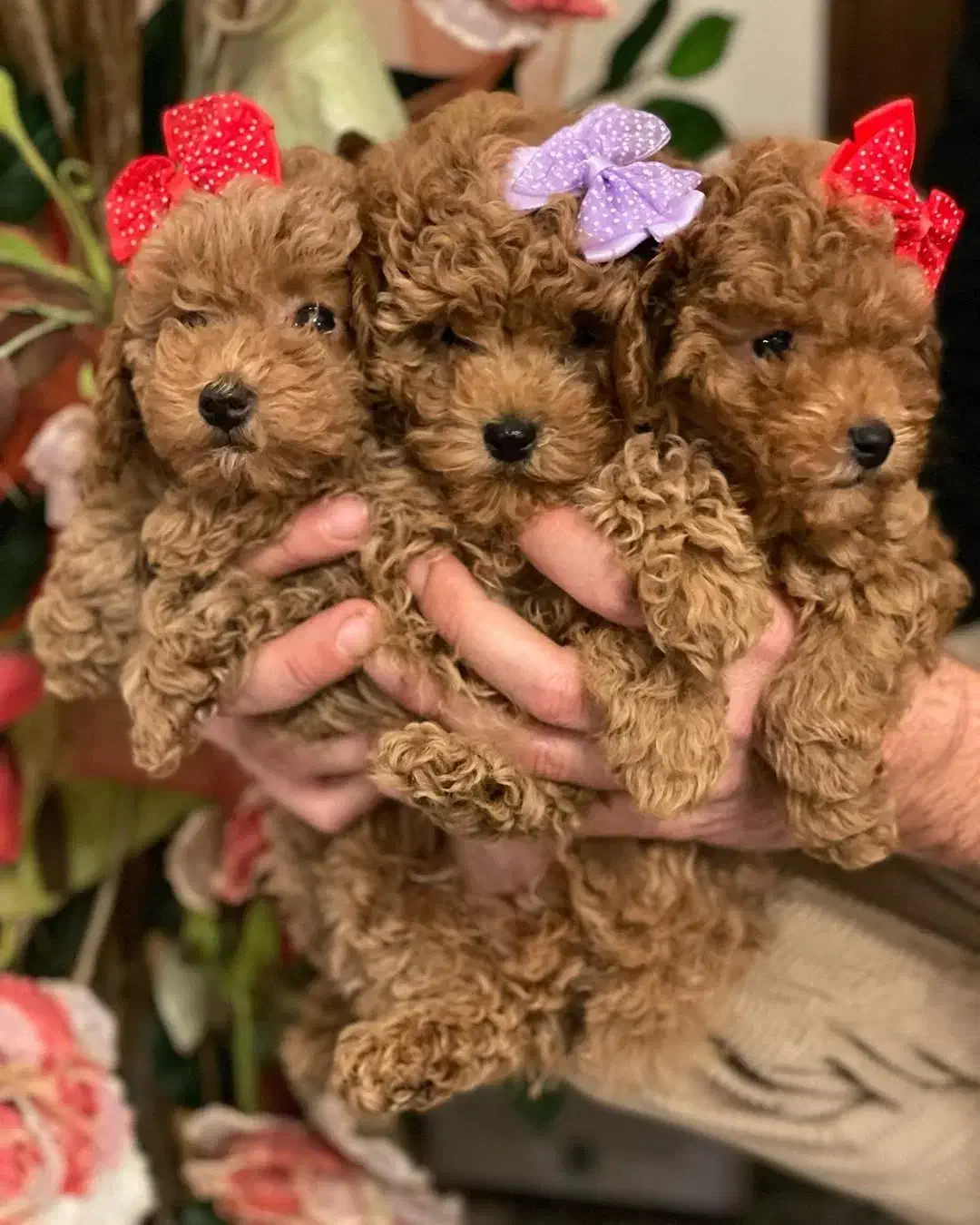 توله های نر و ماده پودل عروسکی|سگ|تهران, امانیه|دیوار