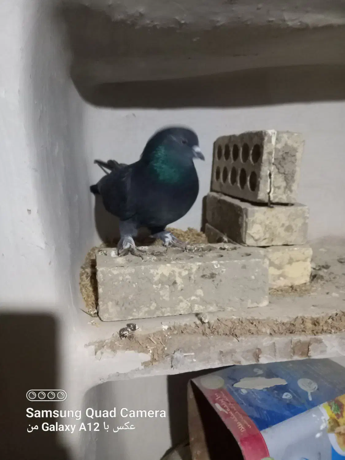 کفتر|پرنده|رامیان, |دیوار