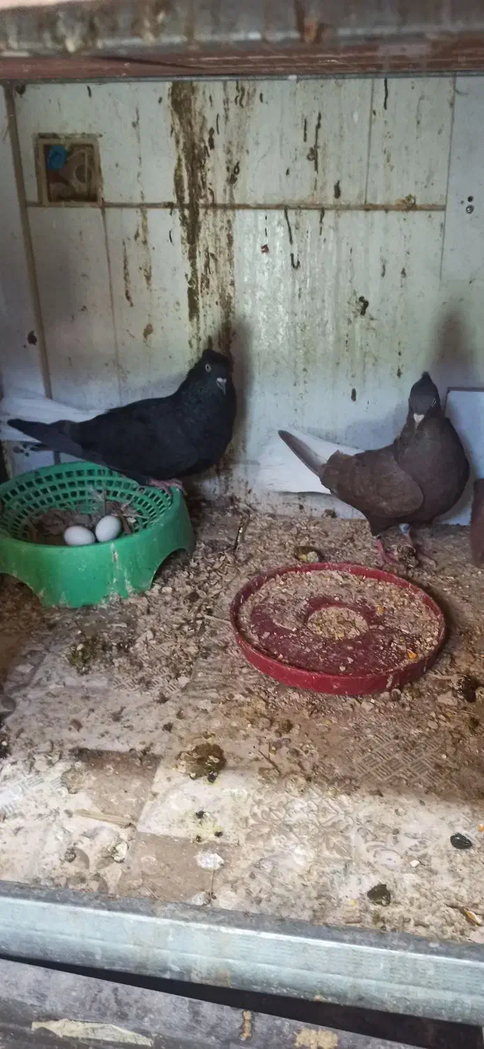 کبوتر دمسفید|پرنده|دوگنبدان, |دیوار