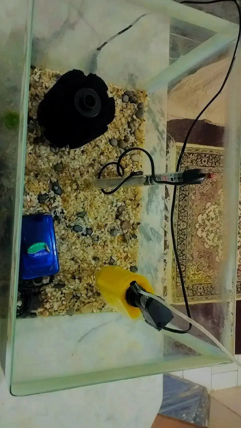 آکوریواریوم با تمام وسایل و ماهی گوشت خوار|ماهی|تبریز, |دیوار