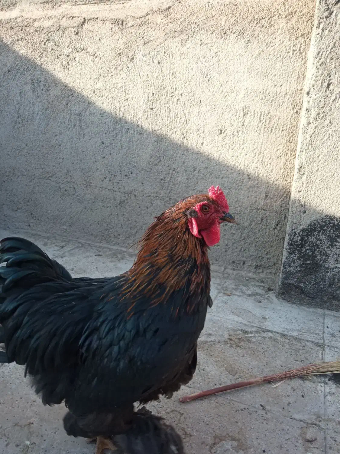 کوشین|پرنده|مشهد, نیزه|دیوار