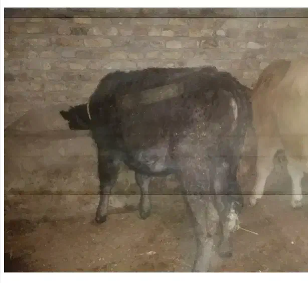 ۴عددگاو|حیوانات مزرعه|ایلخچی, |دیوار