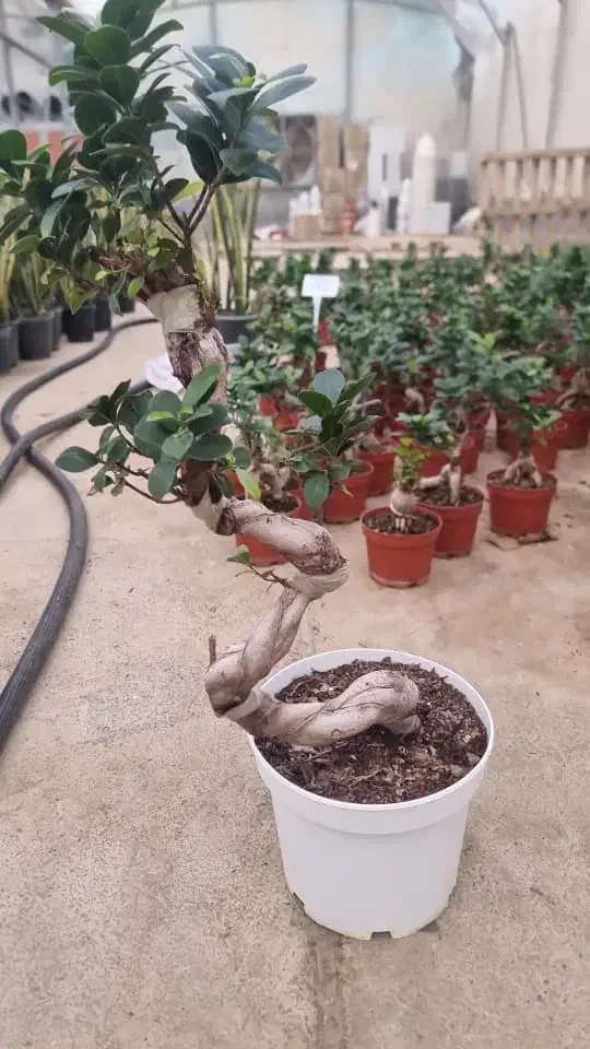 بونسای|گل و گیاه طبیعی|شیراز, شیخ روزبهان|دیوار