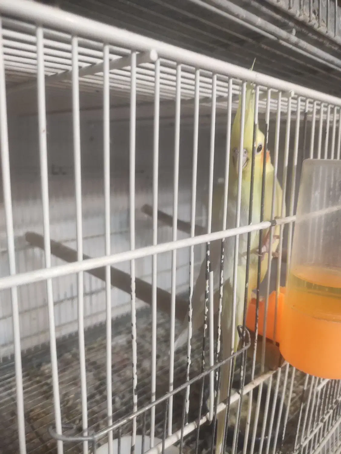 جوجه عروس هلندی|پرنده|قم, کیوانفر|دیوار