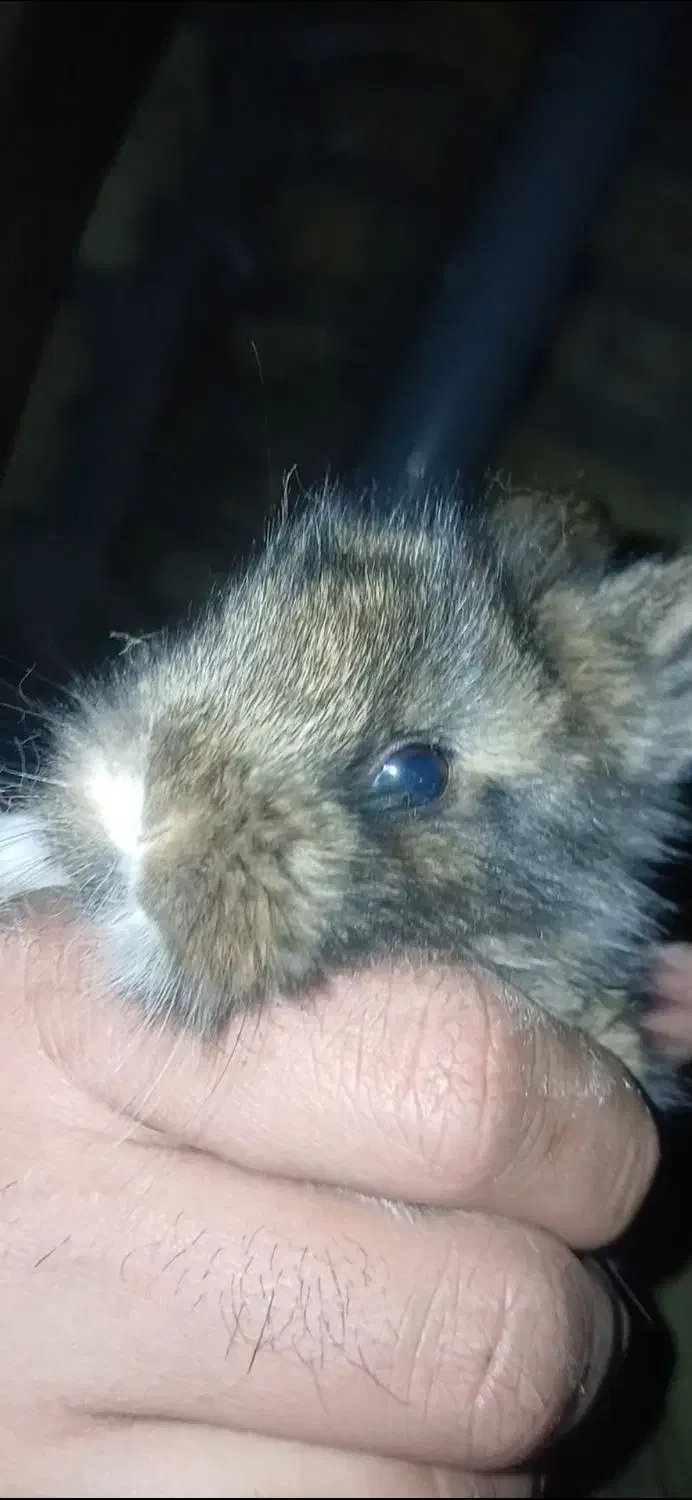 بچه خرگوش لوپی پشمالو|موش و خرگوش|حمیدیا, |دیوار