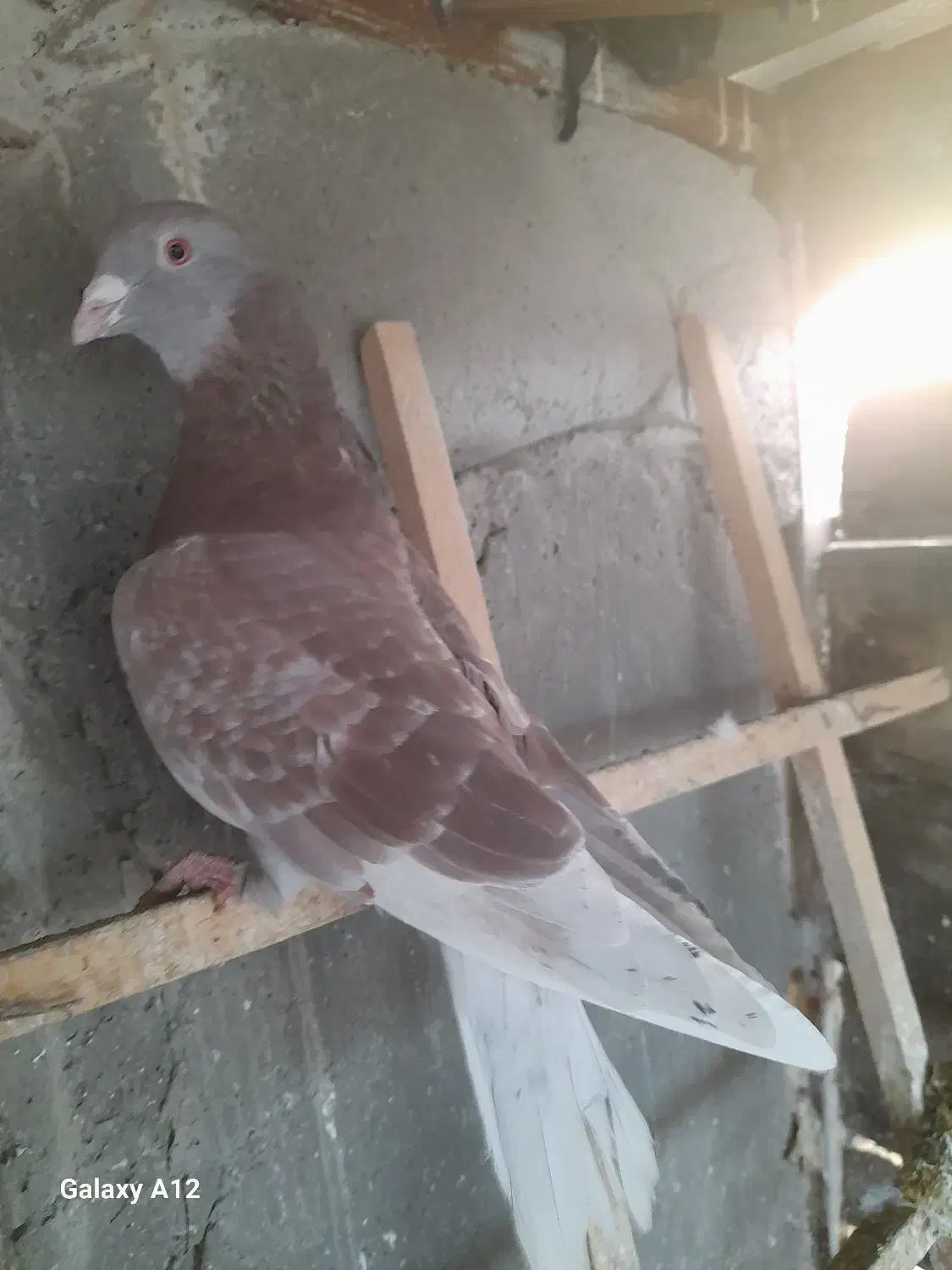 کبوتر|پرنده|کرمانشاه, |دیوار