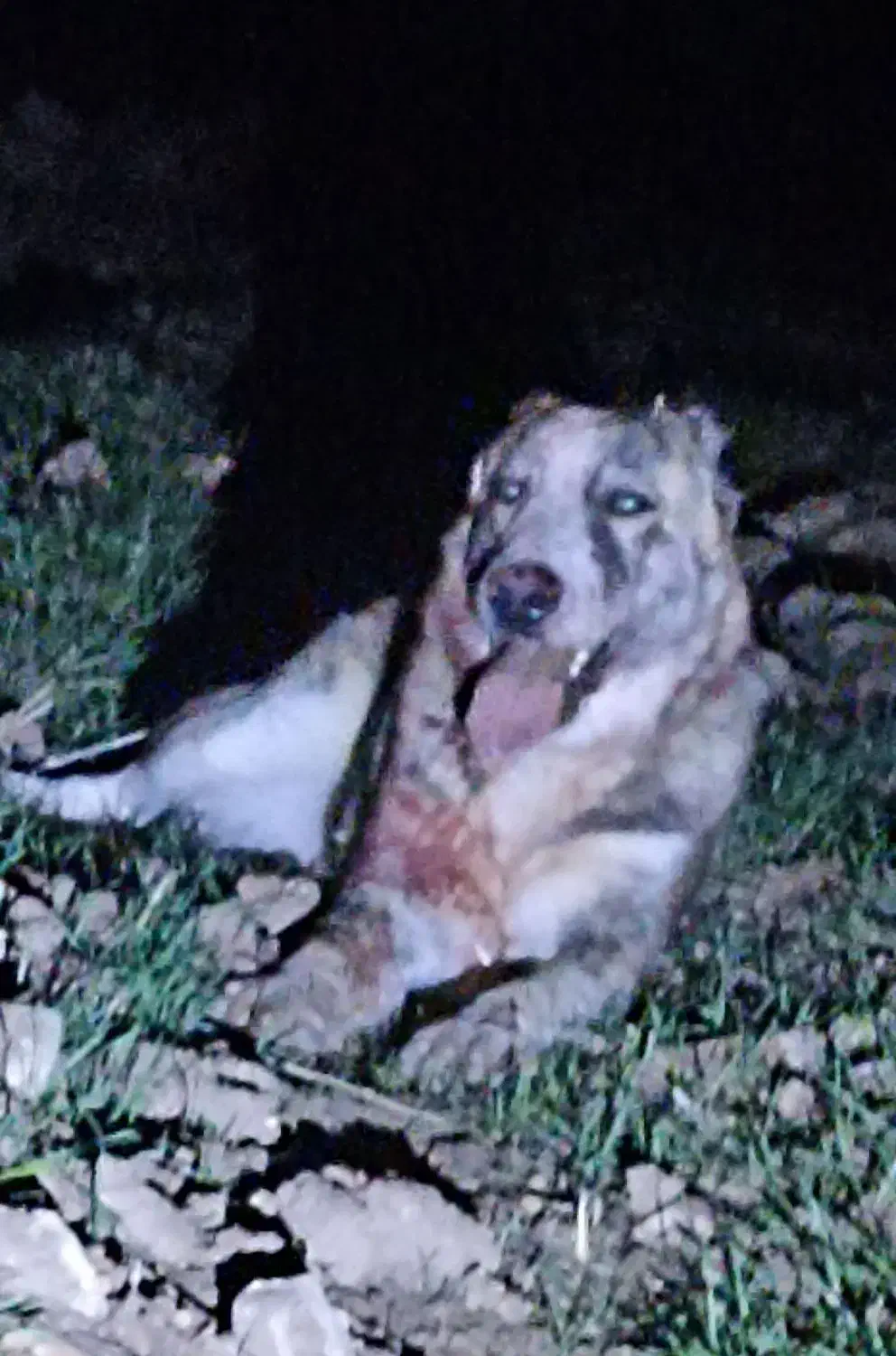 سگ خراسانی|سگ|اسلامآباد غرب, |دیوار