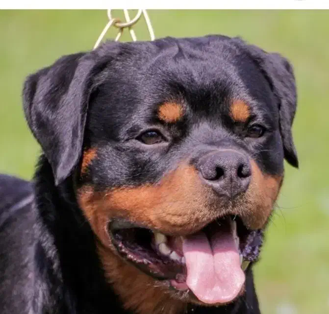 سگ گمشده محدوده سنقراباد|سگ|چهارباغ, |دیوار