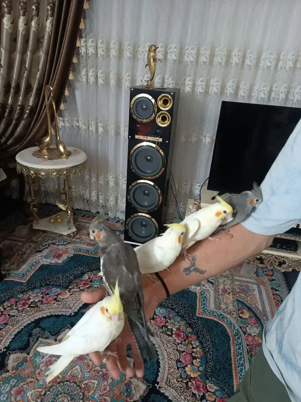 عروس هلندی چشم شرابی|پرنده|خرمدره, |دیوار