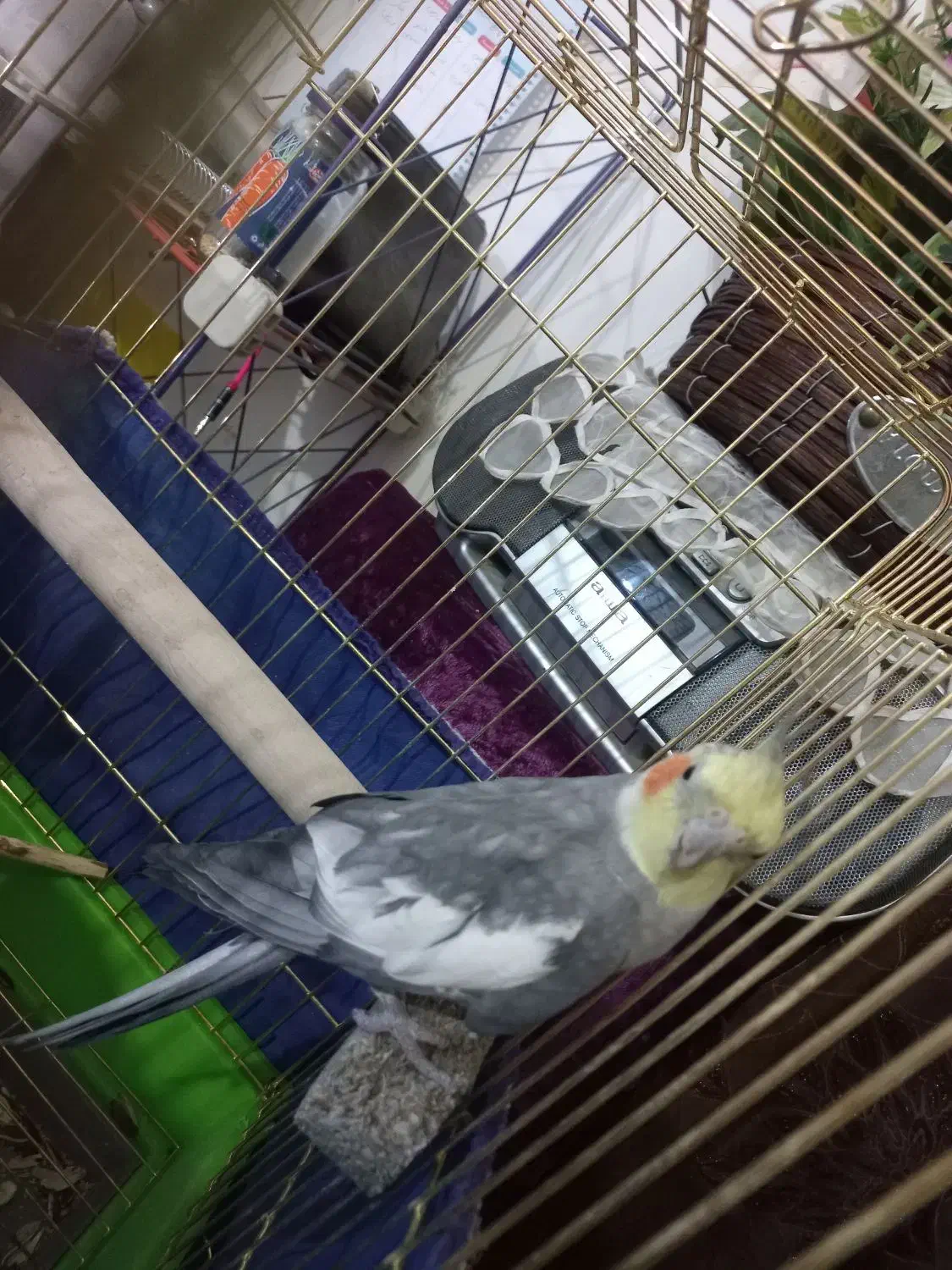 عروس هلندی|پرنده|کرمانشاه, |دیوار