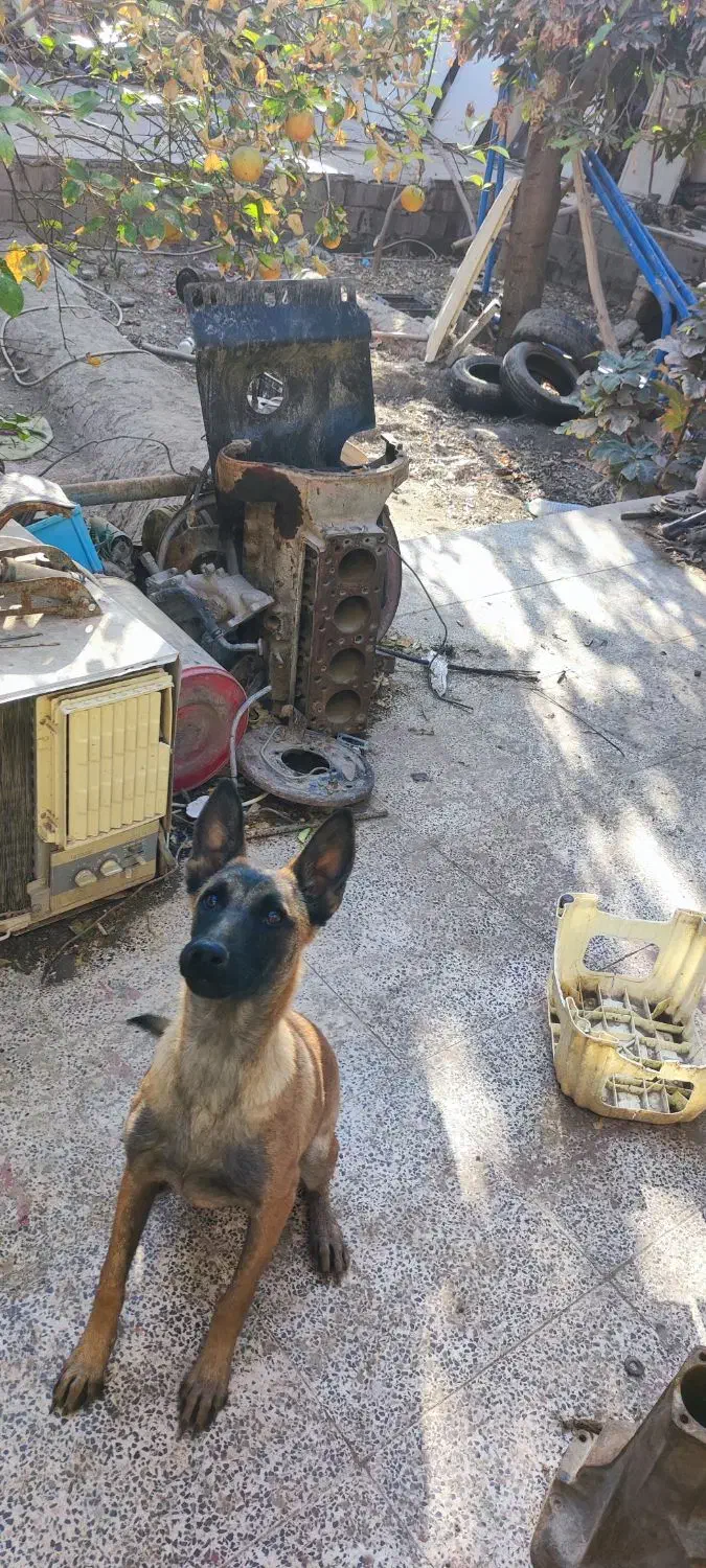 توله سگ مالینویز ماده|سگ|جیرفت, |دیوار