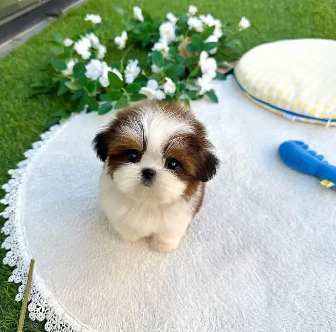 تریکالر توله کوچک شیتزو ناز|سگ|رشت, سعدی (تختی)|دیوار