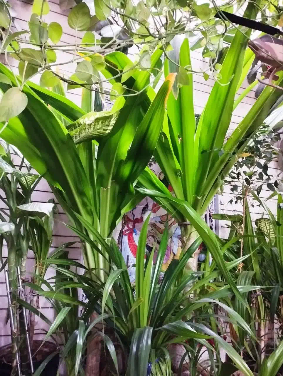 گل ذرتی شاداب|گل و گیاه طبیعی|شیراز, کوزه گری|دیوار