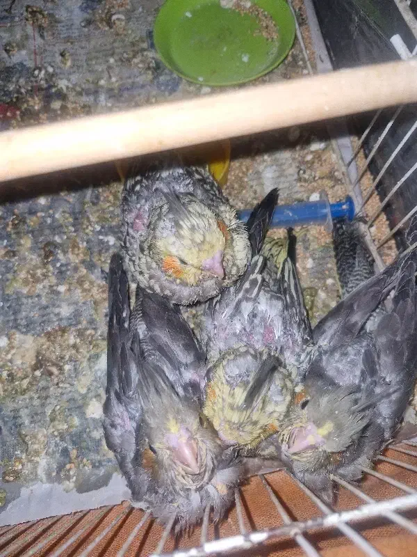 جوجه عروس هلندی|پرنده|مشهد, آزادشهر|دیوار