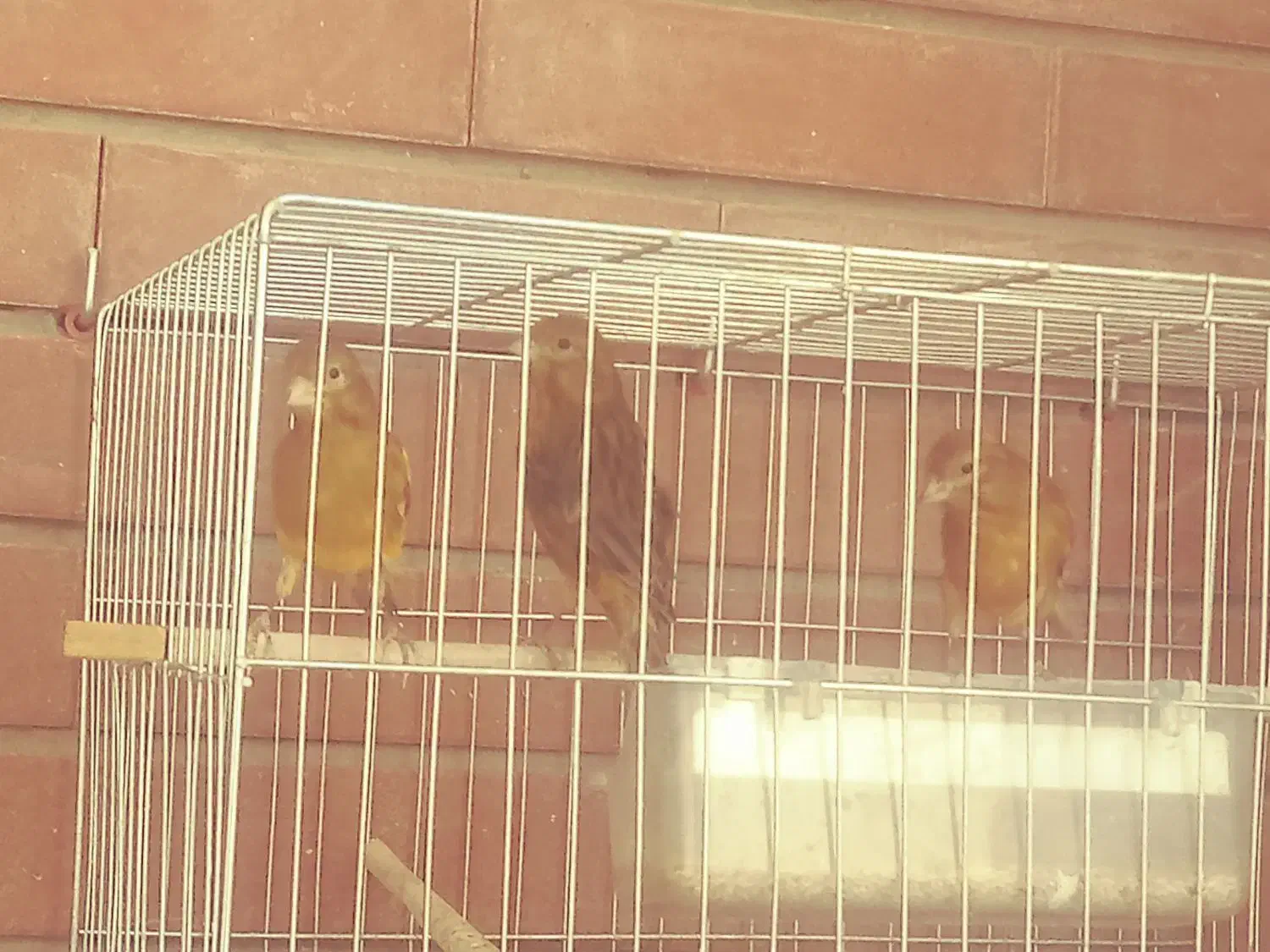 فروش قناری|پرنده|کرمان, |دیوار