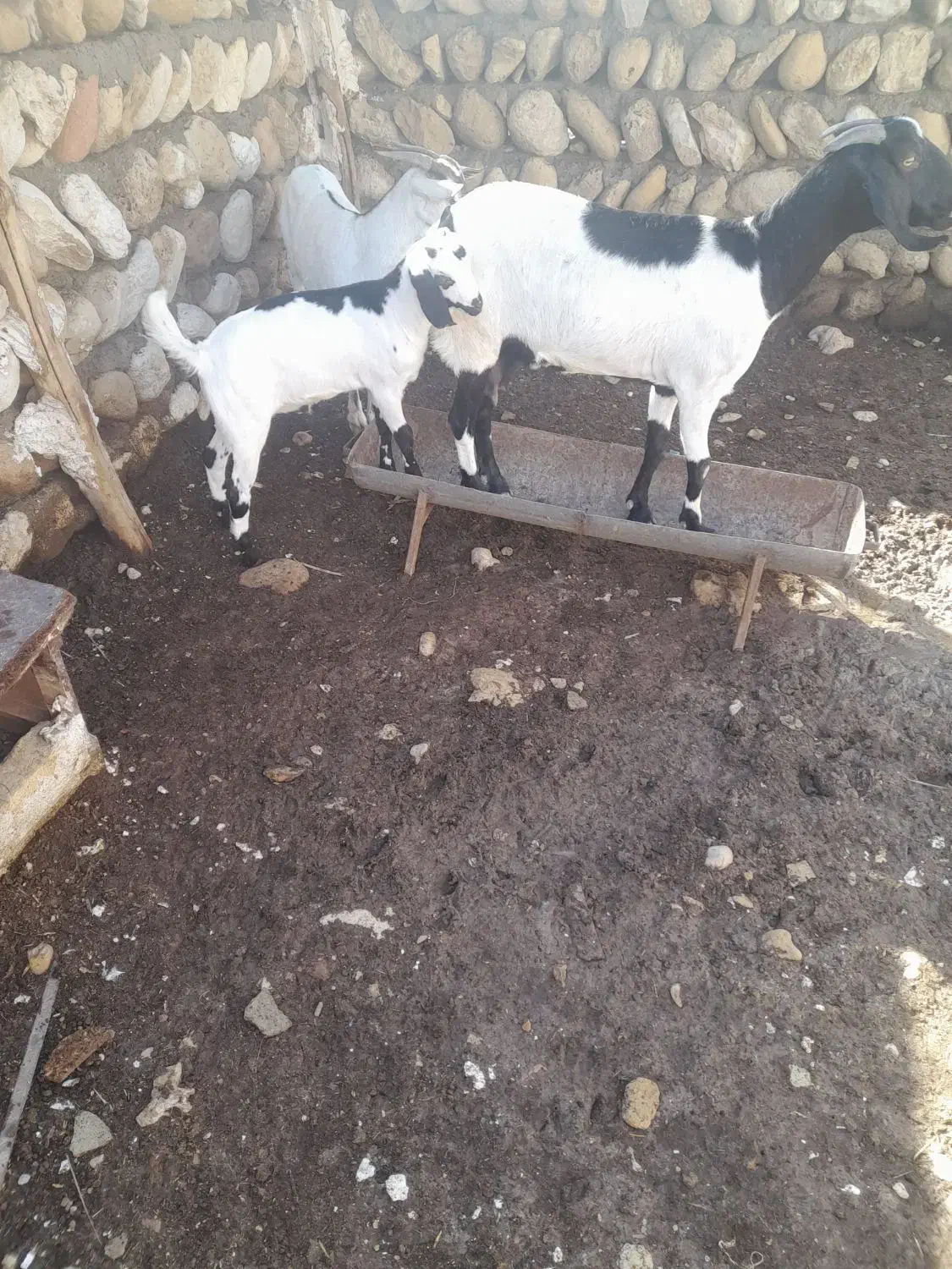 دو بز ویک کهره نر|حیوانات مزرعه|مهران (هرمزگان), |دیوار