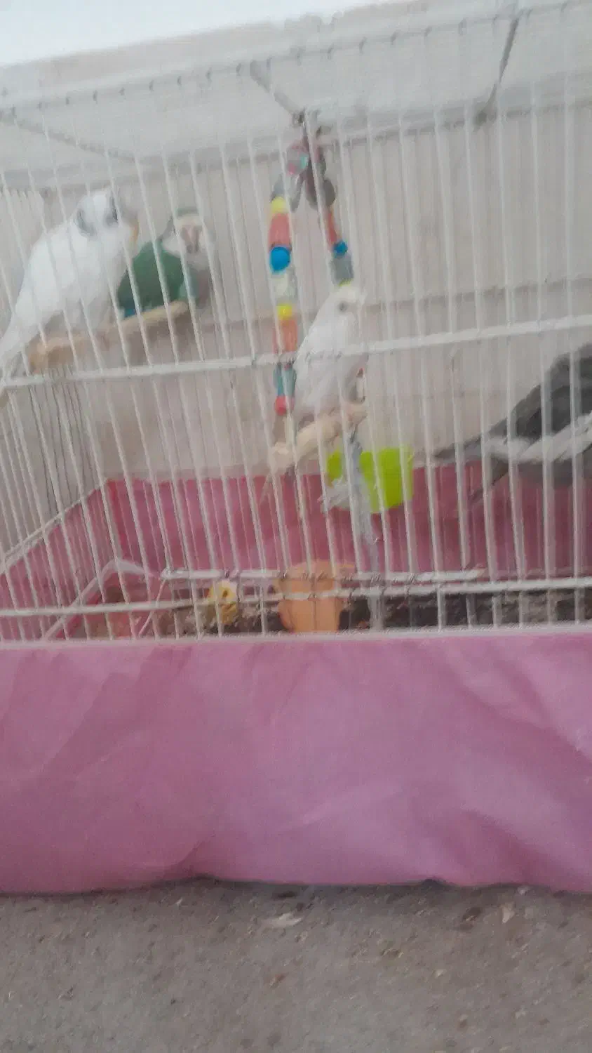 پرنده|پرنده|قم, شهرک فاطمیه|دیوار