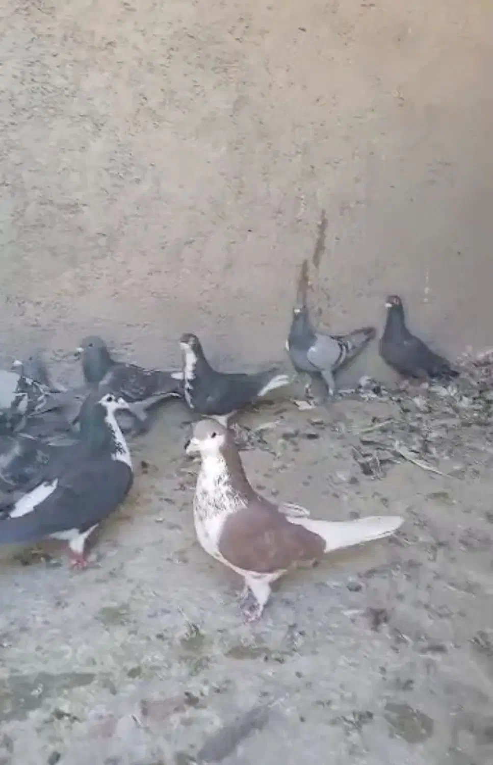 کبوتر پلاکی|پرنده|مشهد, آزادشهر|دیوار
