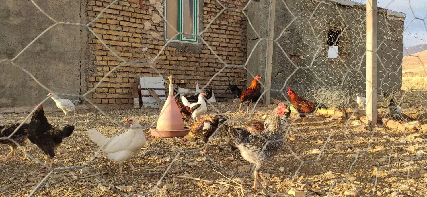 مرغ محلی|حیوانات مزرعه|روانسر, |دیوار