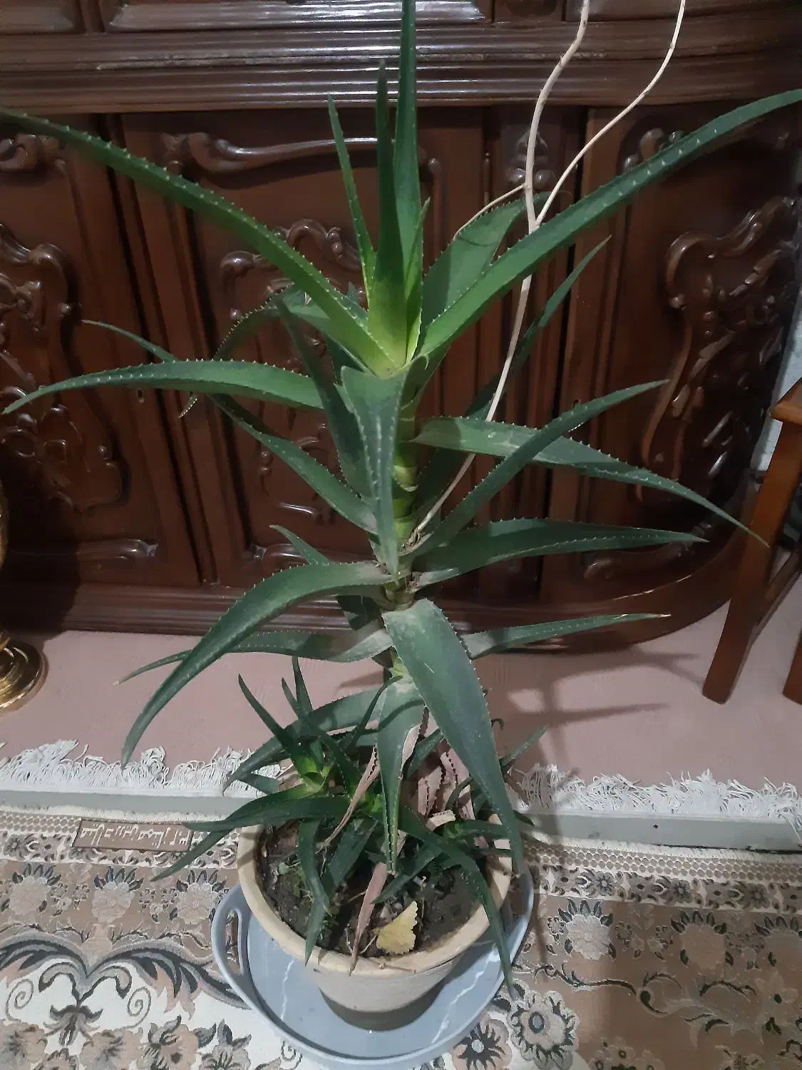 حراج|حراج|ارومیه, |دیوار