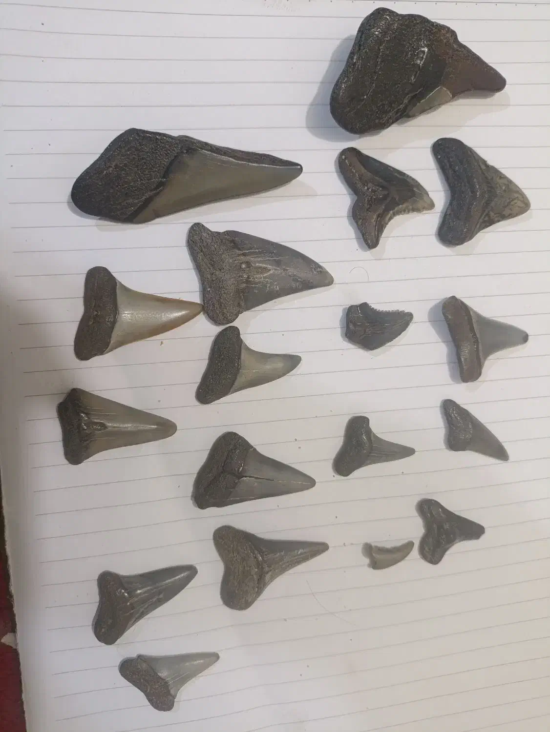 فسیل کوسه|کلکسیون اشیاء عتیقه|بندرعباس, |دیوار