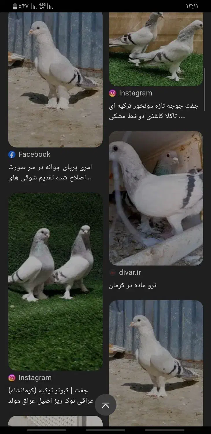 کبوتر شقشقی گم شده|پرنده|کرمانشاه, |دیوار