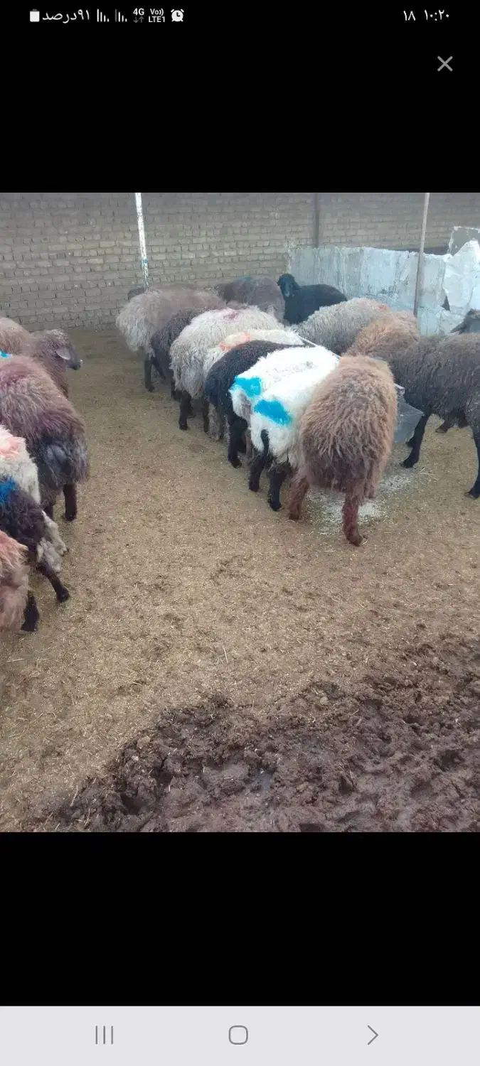گوسفند زنده خرید حضوری وغیر حضوری|حیوانات مزرعه|مشهد, کشاورز|دیوار