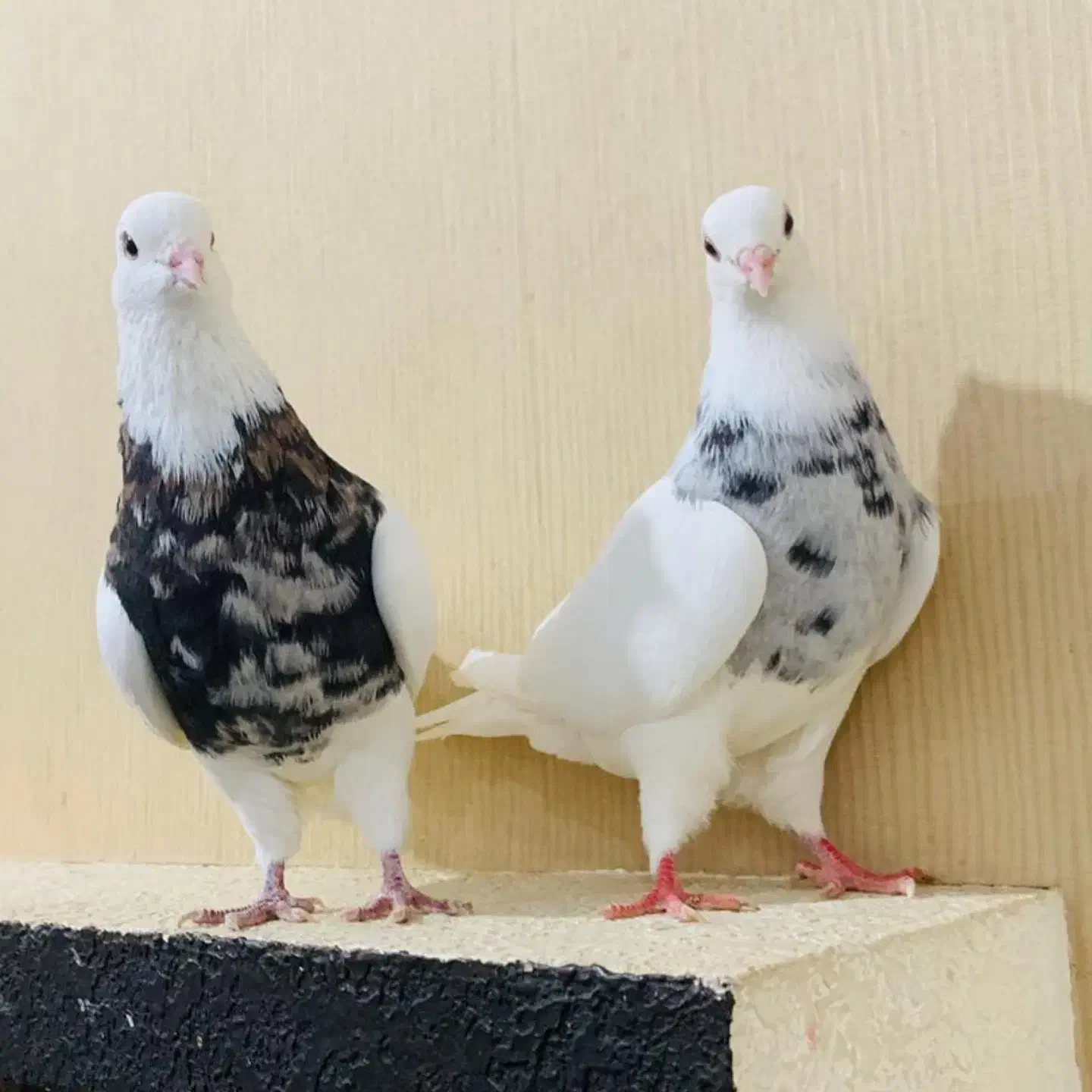 طوقی|پرنده|بندر کنگان, |دیوار