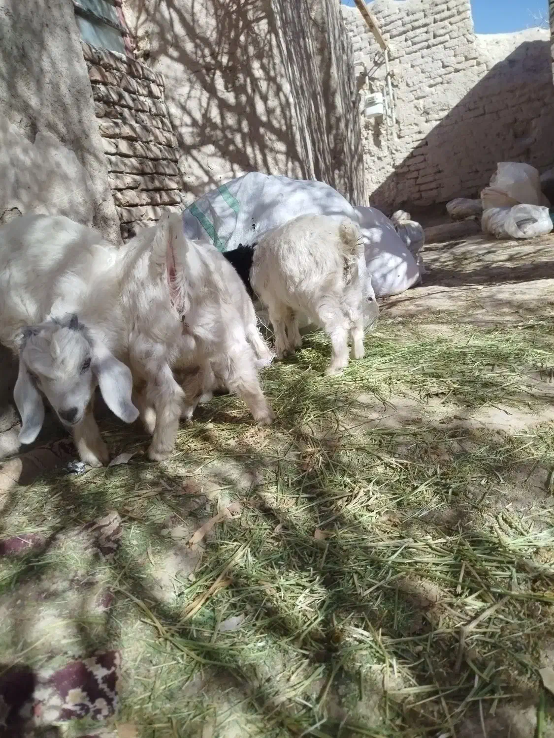 یک عدد نریی سیا گم کردم|حیوانات|بردسیر, |دیوار