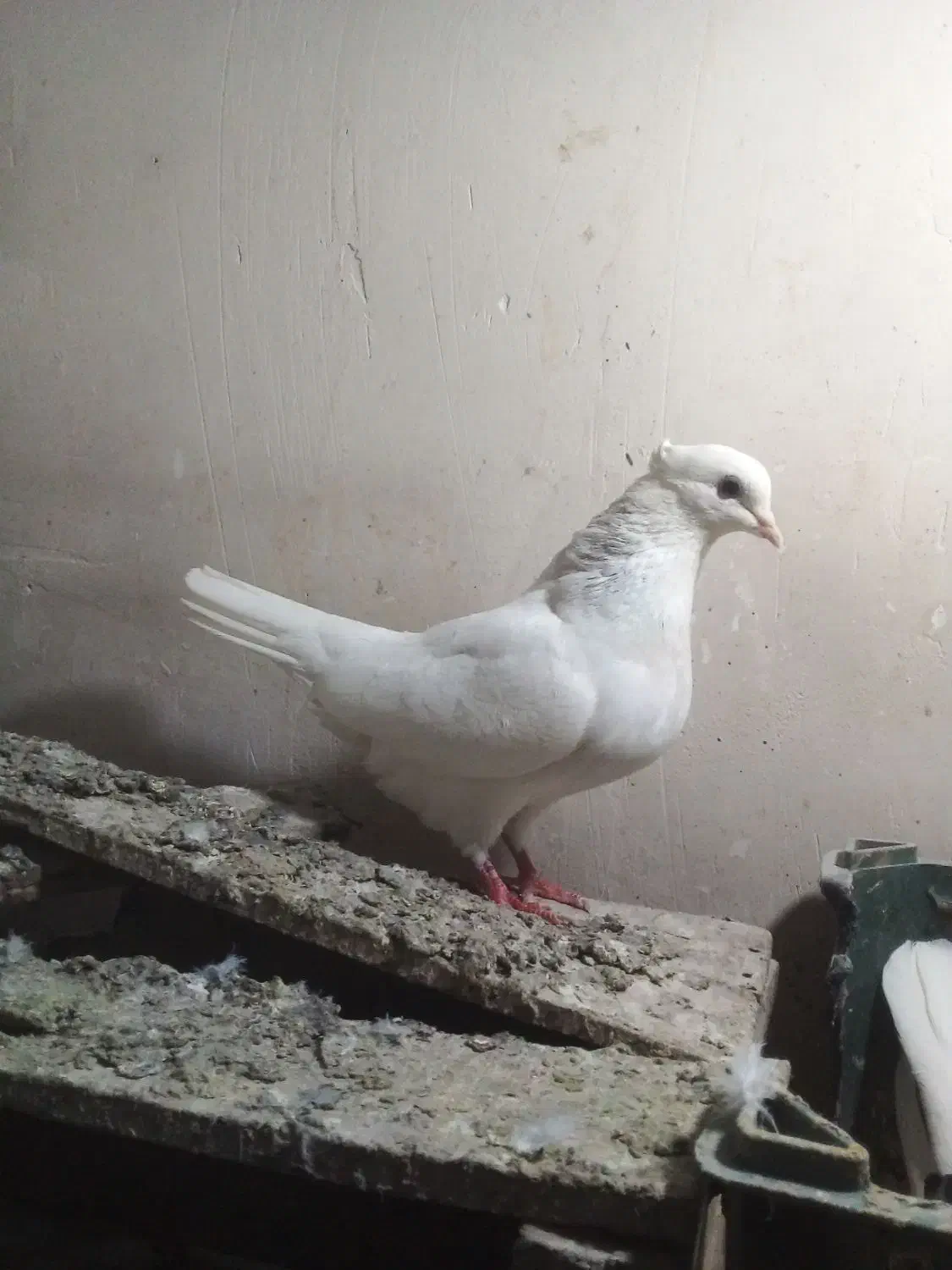 طوقی ابی|پرنده|قم, ولیعصر|دیوار