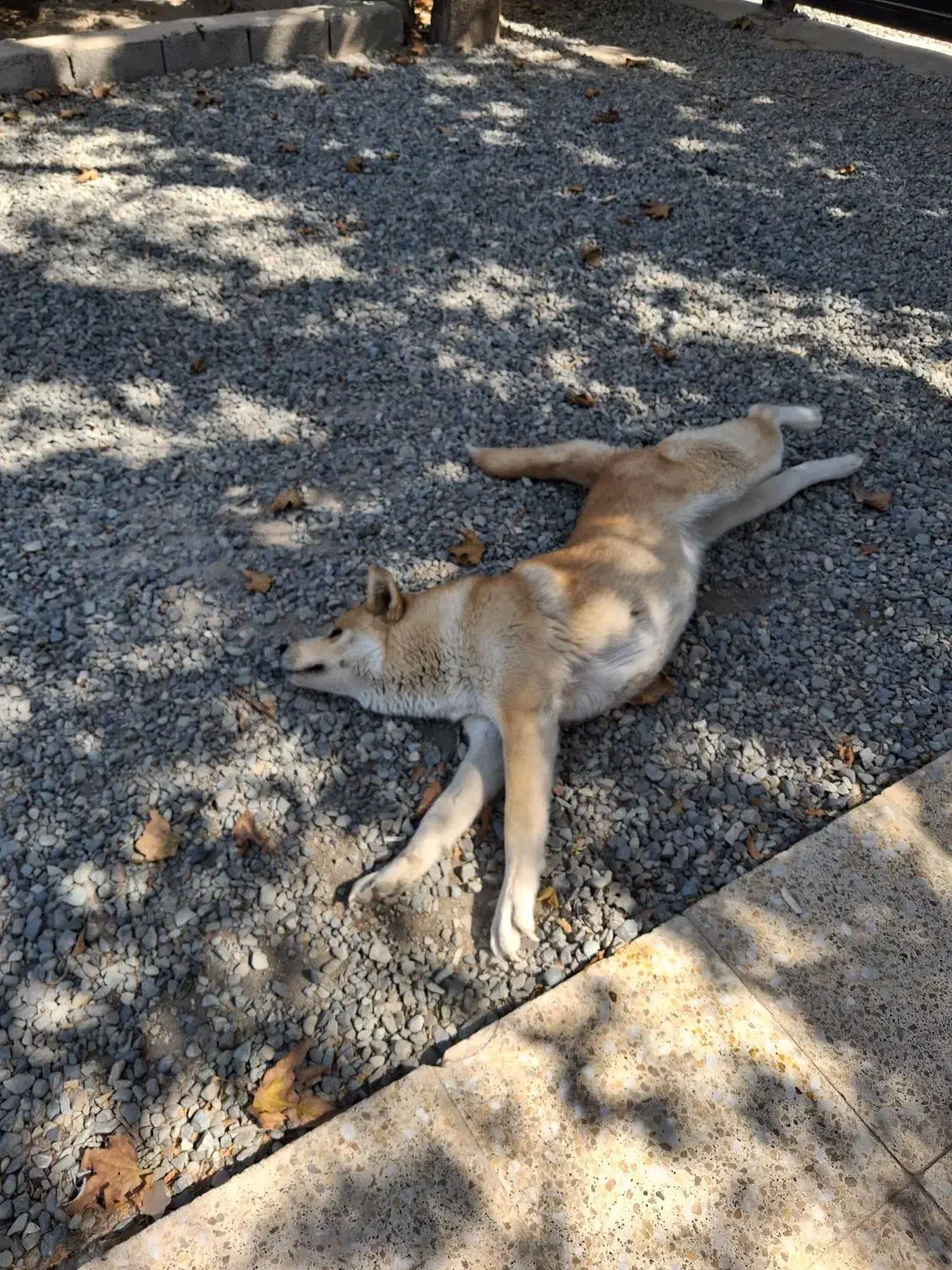 اکیتا ماده دم فل|سگ|ماهدشت, |دیوار