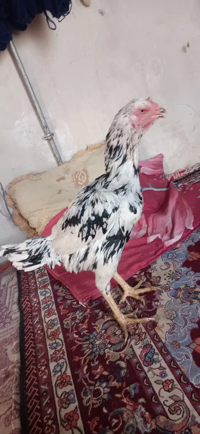 مرغ لاری انگلیس|حیوانات مزرعه|چهاربرج, |دیوار