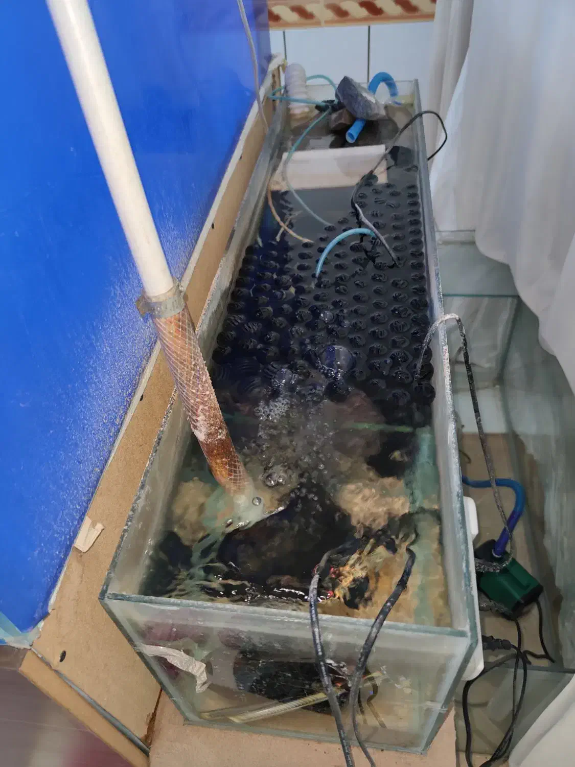 آکواریوم دیسکس|ماهی|خرم‌آباد, |دیوار