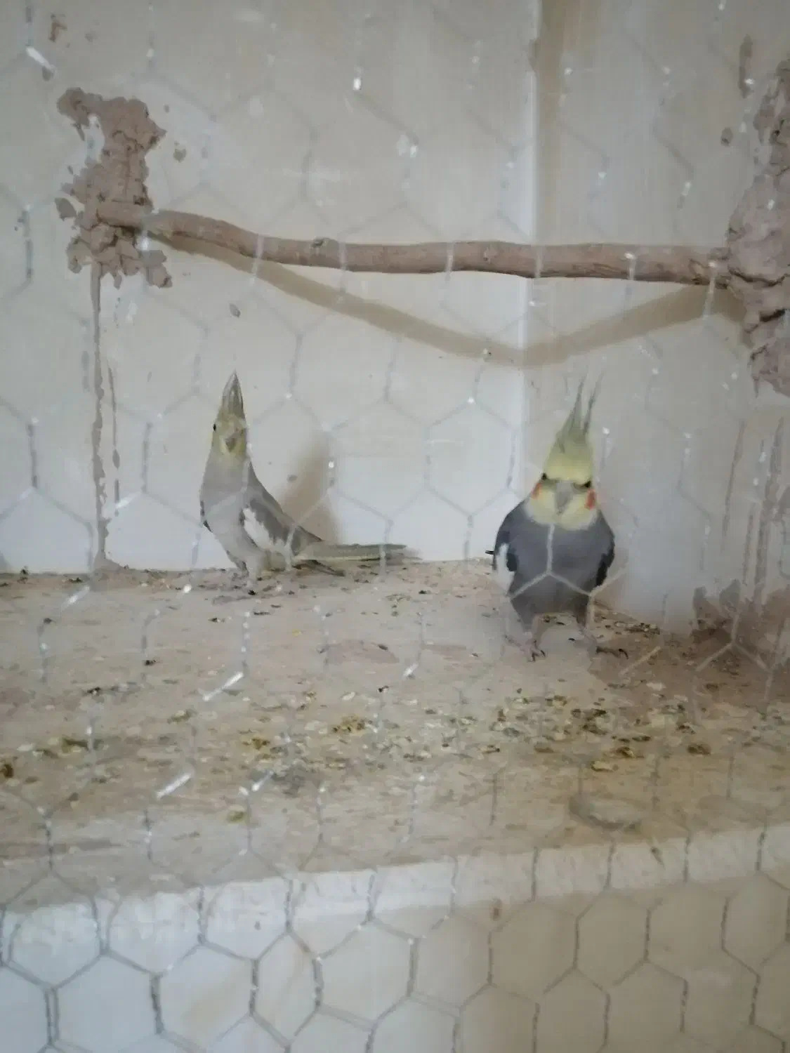 عروس هلندی مولد|پرنده|کرمان, |دیوار