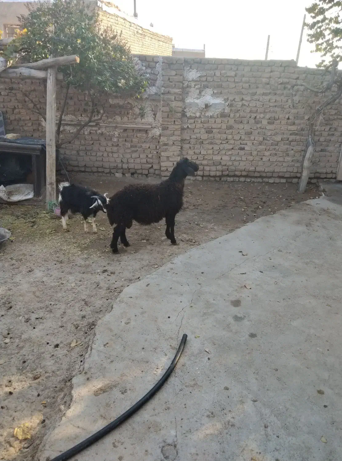 قوچ و میش بره دار|حیوانات مزرعه|قزوین, |دیوار