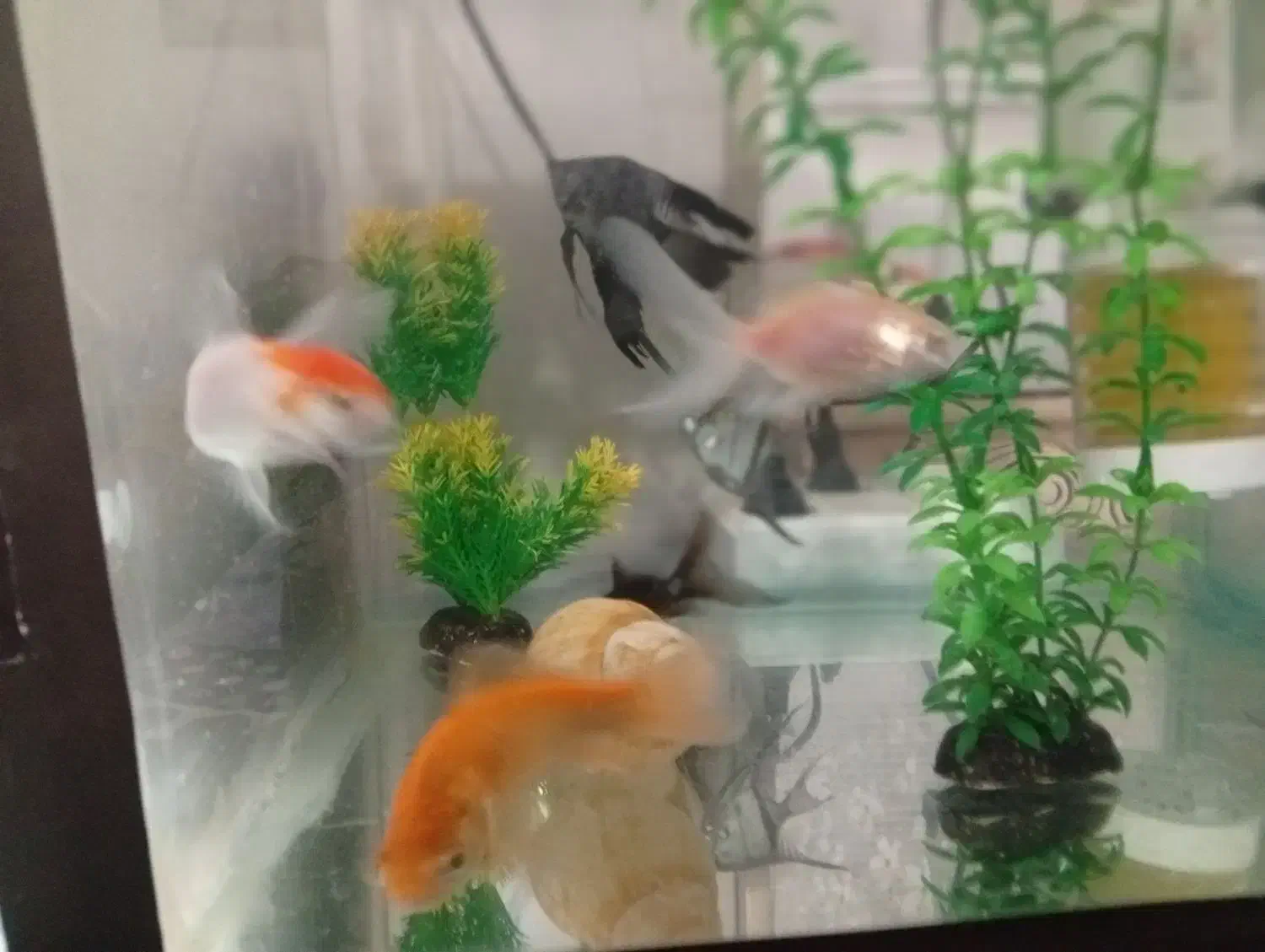 ماهی واکوارم|ماهی|پاکدشت, پاکدشت (مامازند)|دیوار