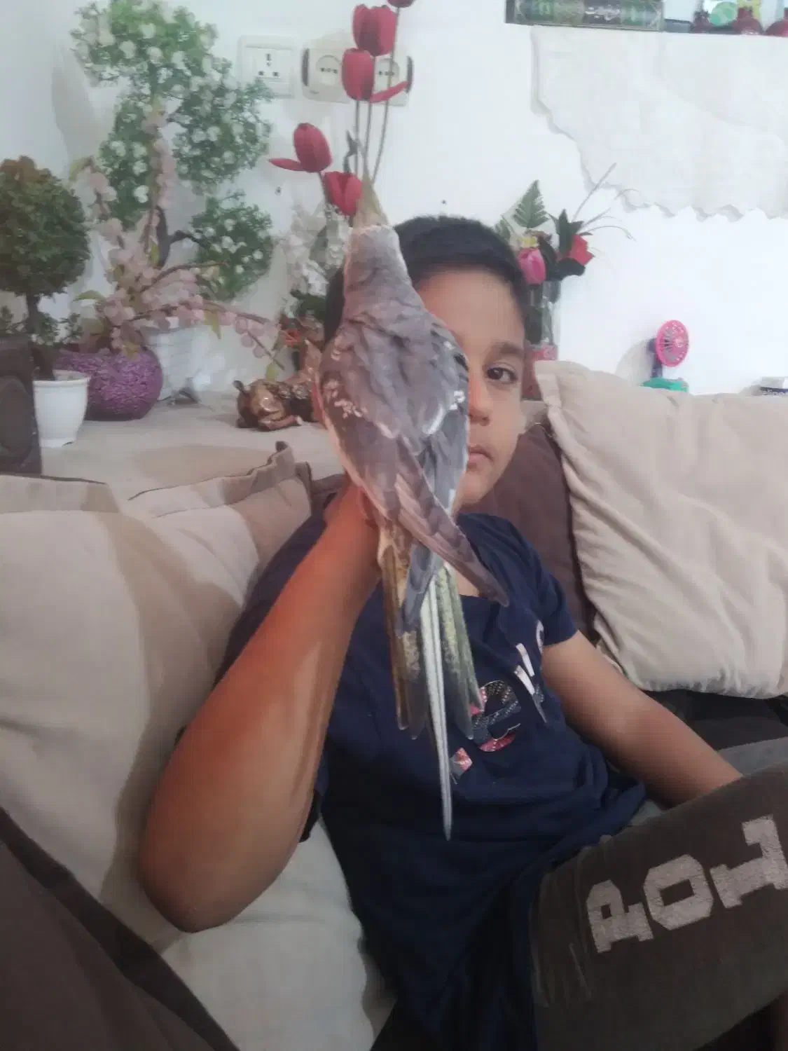 یک عددعروس هلندی سرحال وسالم|پرنده|شیراز, شهرک کوشکک|دیوار