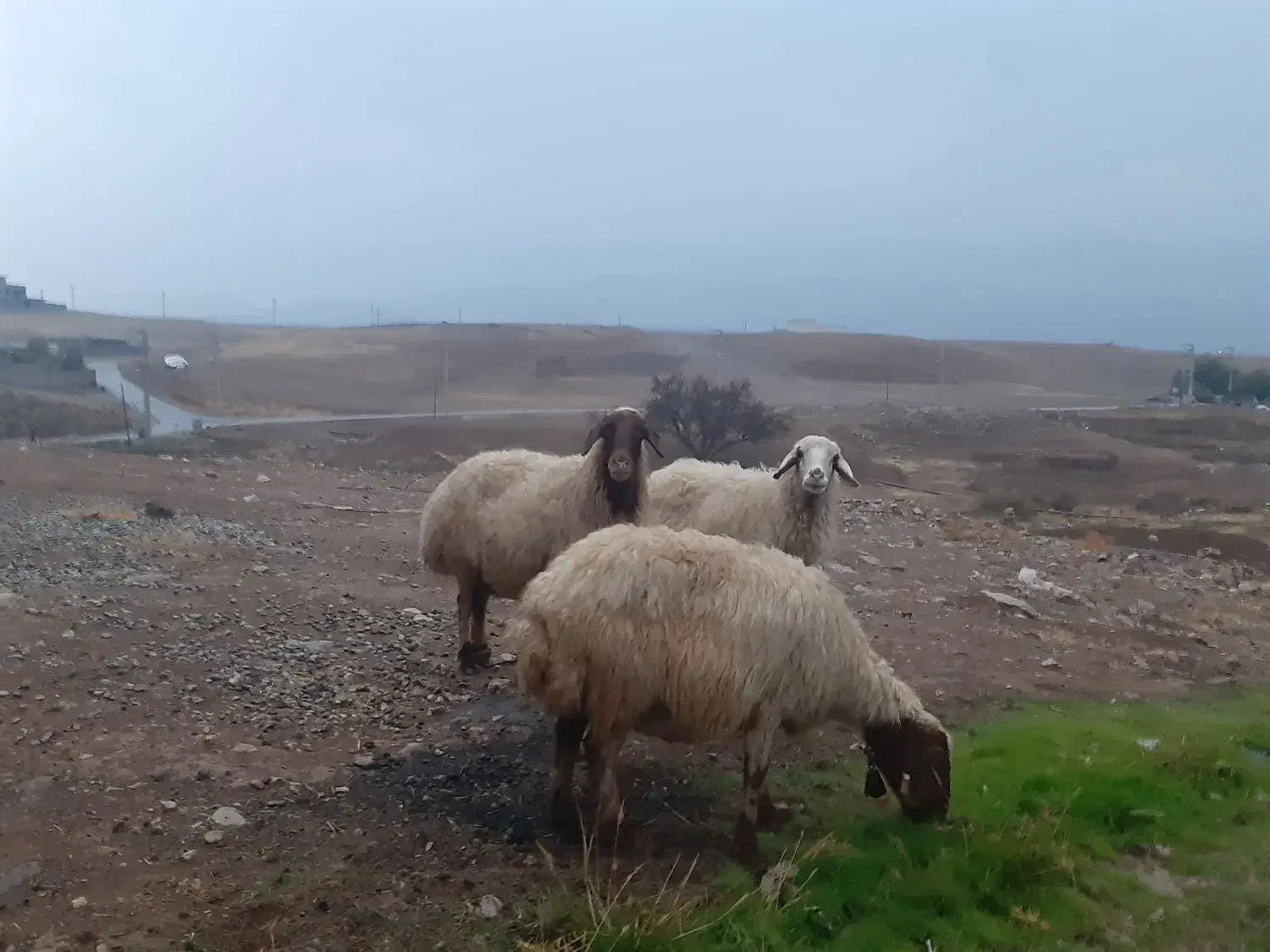 3راس گوسفند ابستن،|حیوانات مزرعه|بدره, |دیوار