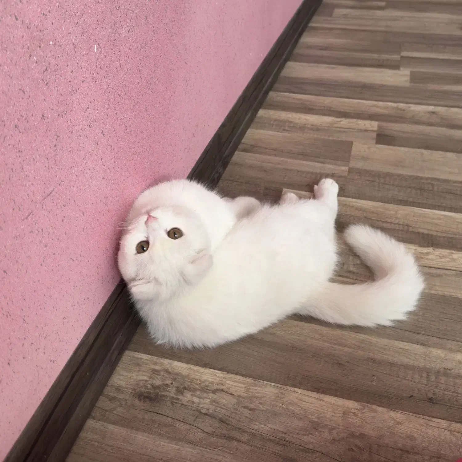 گربه اسکاتیش اصیل|گربه|کرمان, |دیوار