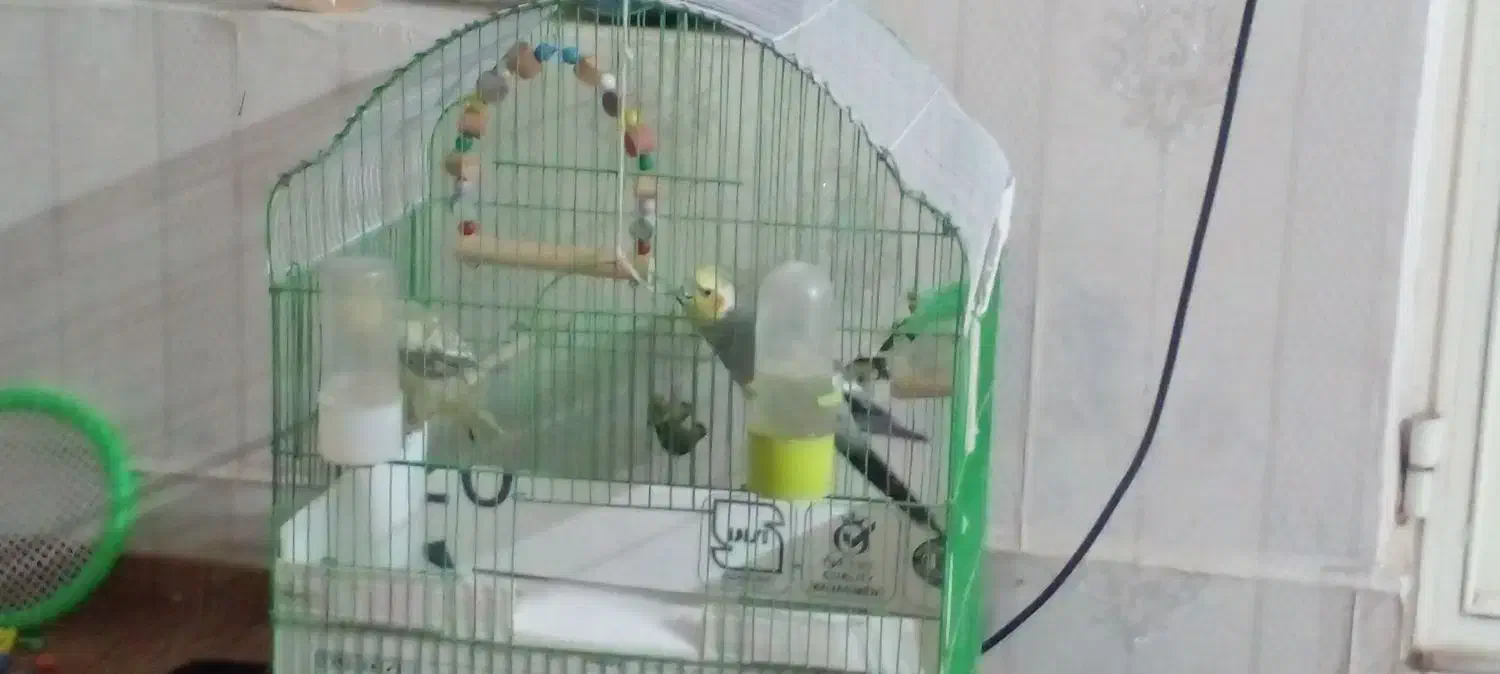 عروس هلندی|پرنده|خوی, |دیوار