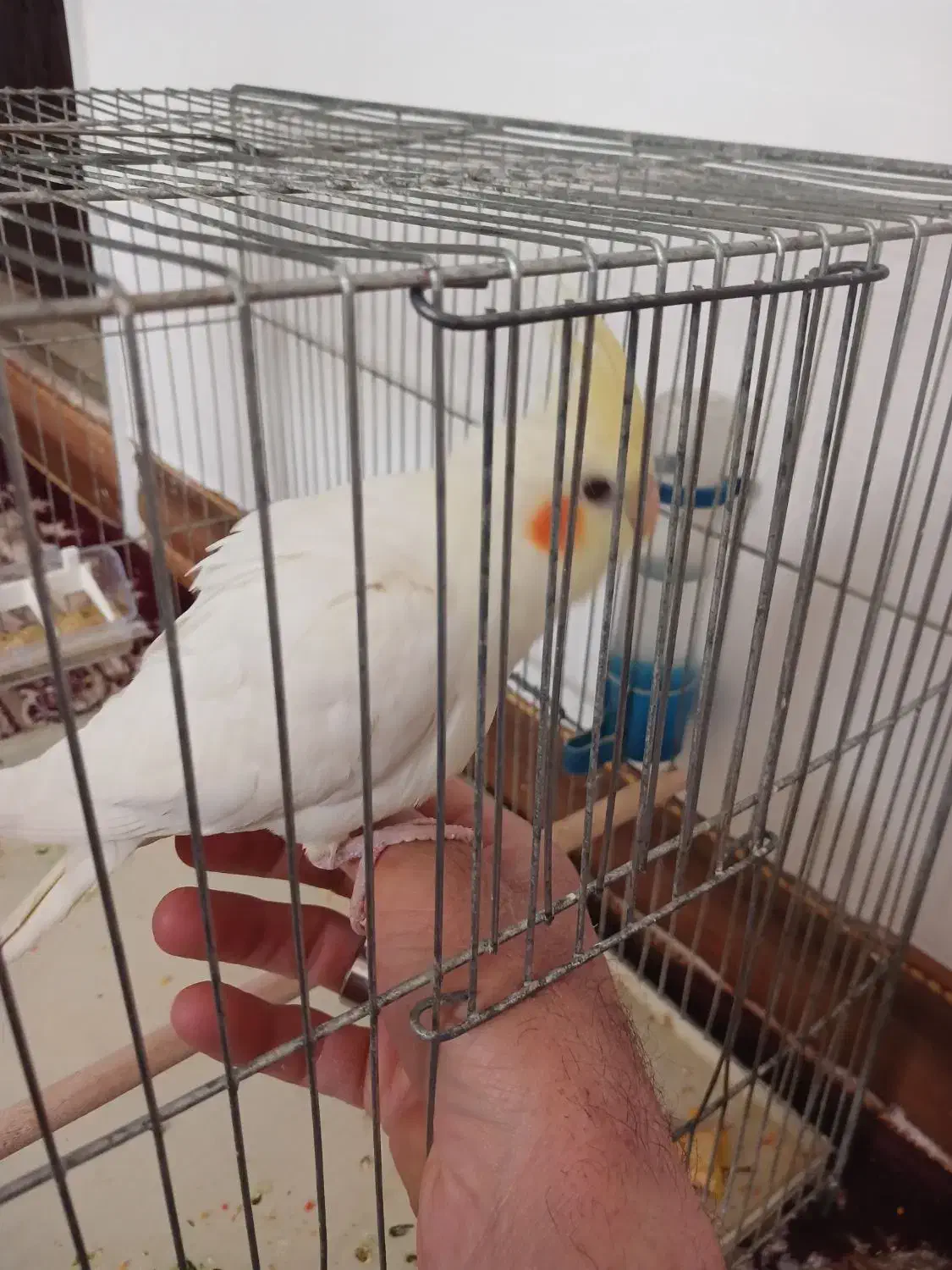 عروس هلندی لوتینو|پرنده|مهریز, |دیوار