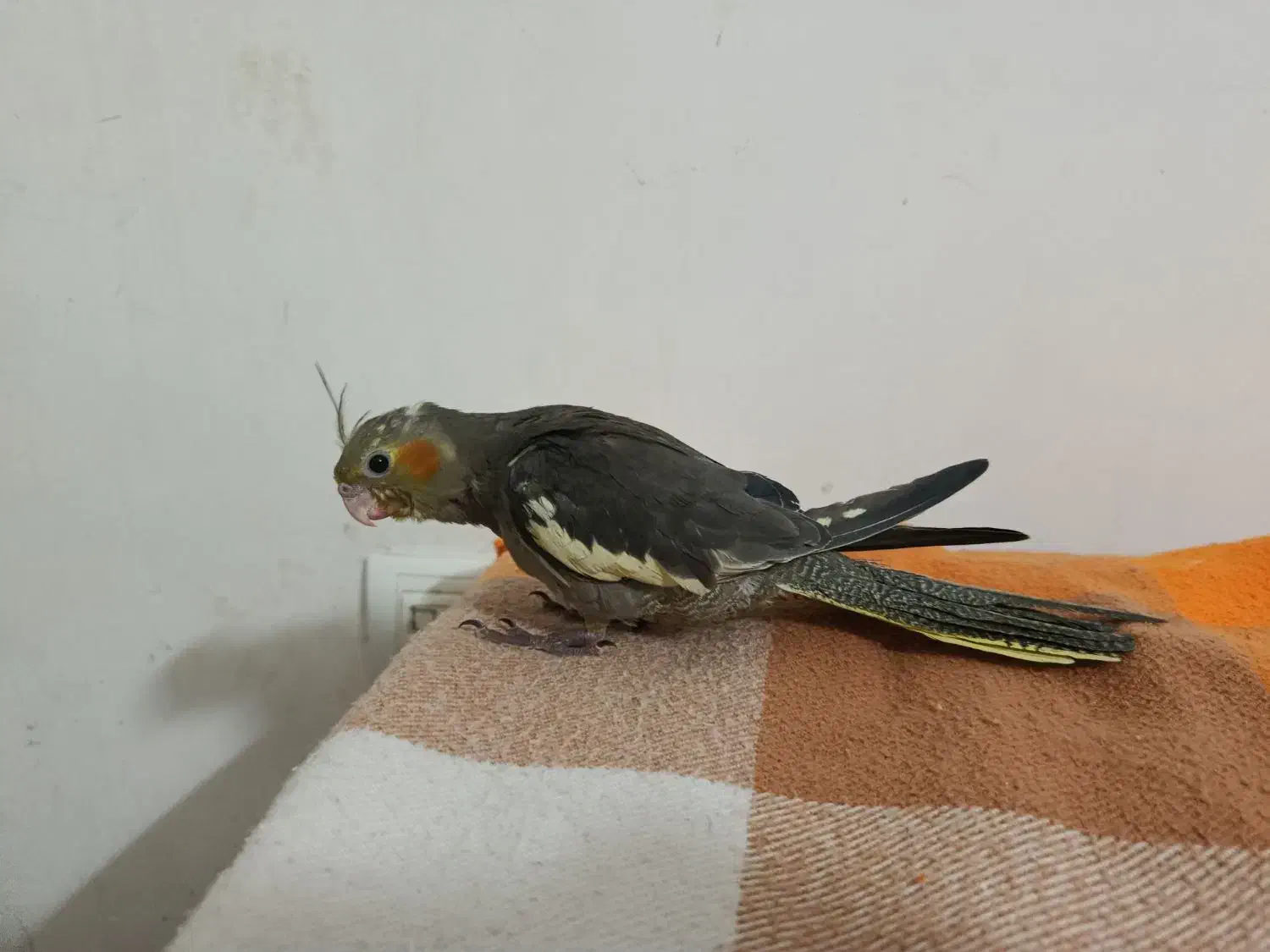 عروس هلندی دون خور ماده|پرنده|بروجرد, |دیوار