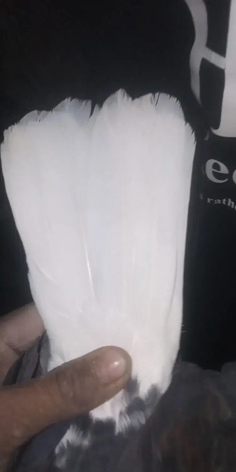 قره دم سفید|پرنده|سبزوار, رباط|دیوار