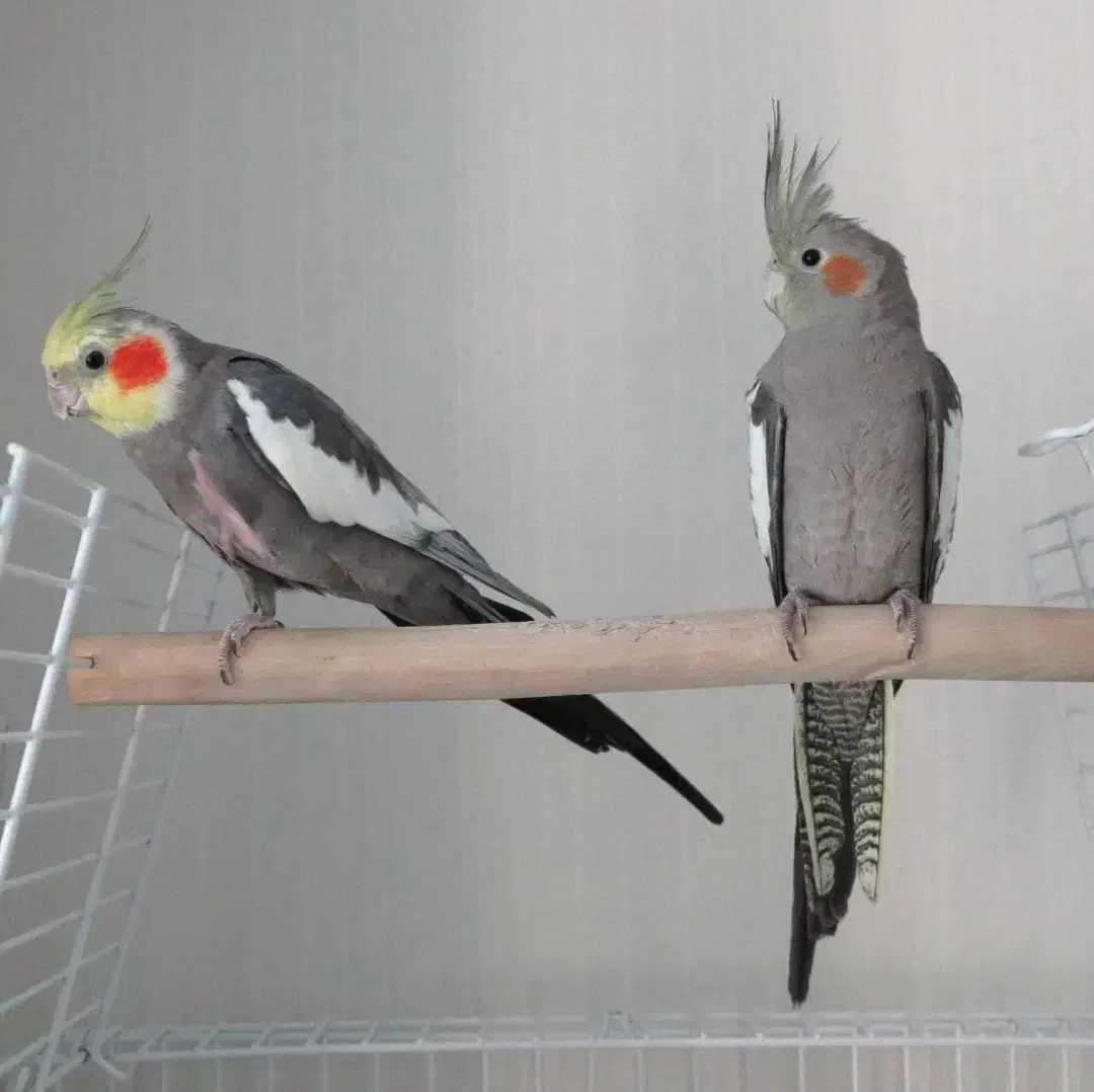 پنجمین حراج. معاوضه دارم. مرغ عشق  و عروس هلندی|حراج|علی‌آباد کتول, |دیوار